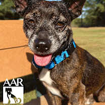 Thumbnail photo of Carl #2