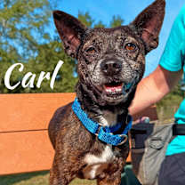 Thumbnail photo of Carl #4