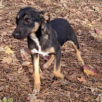 Thumbnail photo of Maple Leaf #2