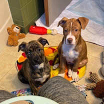 Thumbnail photo of Spaghetti "Frank #3