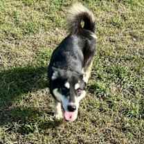 Thumbnail photo of 19650 #3