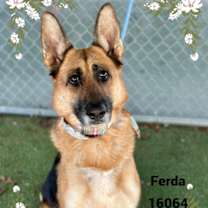 Thumbnail photo of FERDA #2