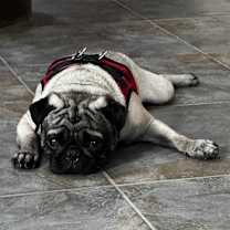 Thumbnail photo of Kelby #1