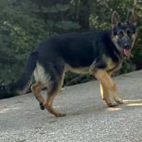 Thumbnail photo of Loki #1