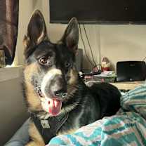 Thumbnail photo of Loki #4