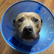 Thumbnail photo of Amarillo #1