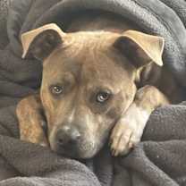 Thumbnail photo of Amarillo #3