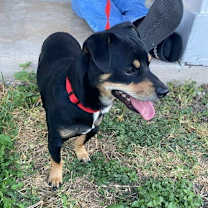 Thumbnail photo of Freddy IB #2