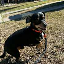 Thumbnail photo of Freddy IB #4