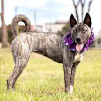 Thumbnail photo of Socks #1