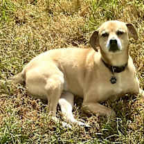 Thumbnail photo of Dexter #1