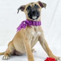 Thumbnail photo of Firecracker #4