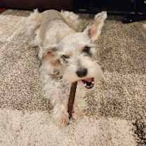 Thumbnail photo of Rice #3