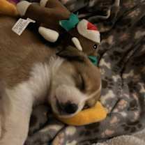 Thumbnail photo of Missy #3