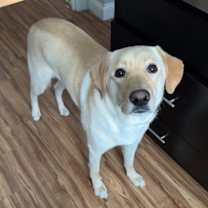 Thumbnail photo of Maverick #2