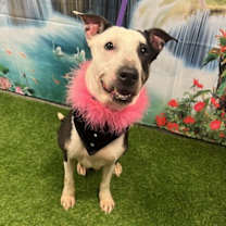 Thumbnail photo of Panda #1