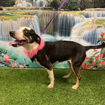 Thumbnail photo of Panda #2