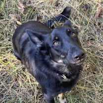 Thumbnail photo of Carrot #2