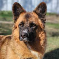 Thumbnail photo of Sheeba JuM (mom) #1