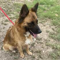 Thumbnail photo of Sheeba JuM (mom) #3