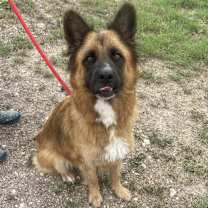 Thumbnail photo of Sheeba JuM (mom) #4