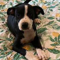 Thumbnail photo of Maverick #1