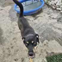 Thumbnail photo of Howard #4