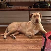 Thumbnail photo of Gus #2