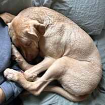 Thumbnail photo of Gus #3