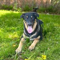 Thumbnail photo of Big Boy>1 yr in rescue #2