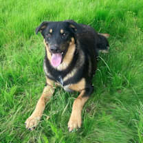 Thumbnail photo of Big Boy>1 yr in rescue #4