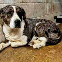 Thumbnail photo of Cylde #3