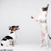 Thumbnail photo of Peach & Sprout  - Bonded pair #2