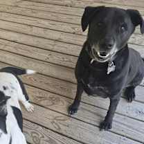 Thumbnail photo of Marshall #4