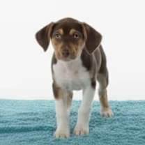 Thumbnail photo of Jack #3