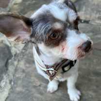 Thumbnail photo of Gallagher #3