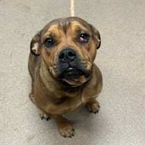 Thumbnail photo of Toaster Strudel #2