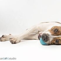 Thumbnail photo of Rumi - F #3