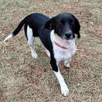 Thumbnail photo of Gracie  #4