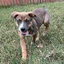 Thumbnail photo of Cari JuM #1