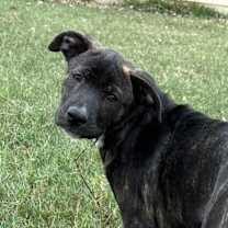 Thumbnail photo of Phred JuM #1