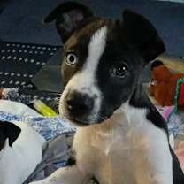 Thumbnail photo of Wren #1