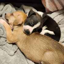 Thumbnail photo of Wren #2