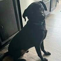 Thumbnail photo of Onyx (Gem Litter) #2