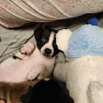 Thumbnail photo of Wren #3