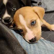 Thumbnail photo of Todd #3