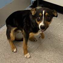 Thumbnail photo of Maximus 2 25-12-148 #1