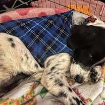 Thumbnail photo of Chocolate Chip #1