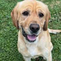 Thumbnail photo of Huckleberry #1