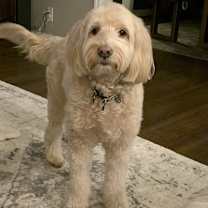 Thumbnail photo of Cooper #4